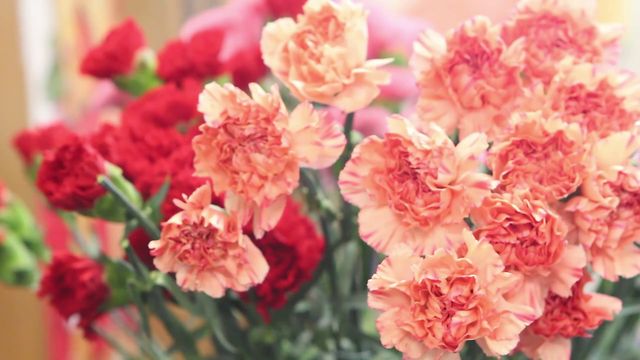Spanish club holds carnations fundraiser
