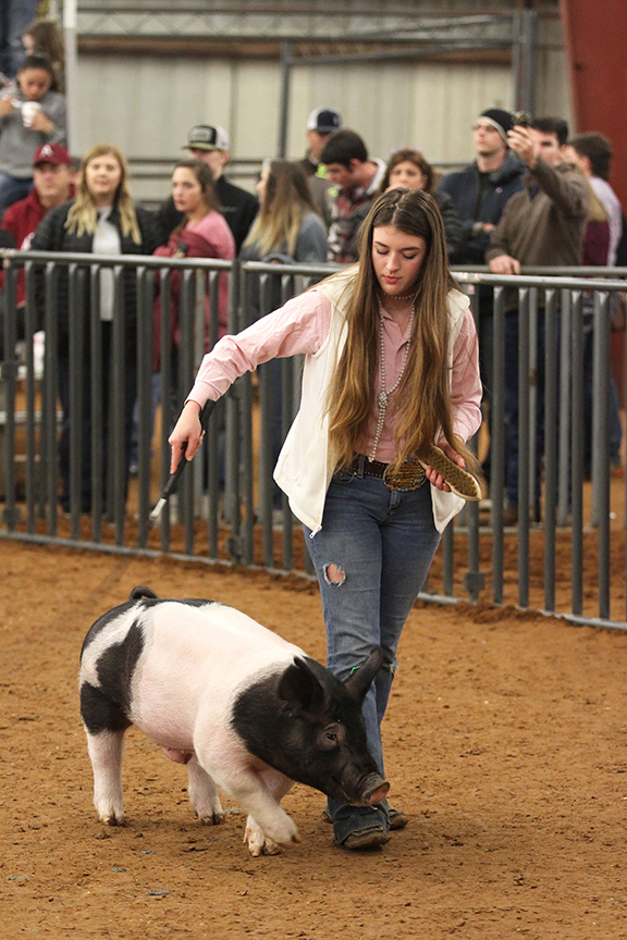 At the Collin country junior livestock show, senior Kylee Moran shows her pig during a competition.